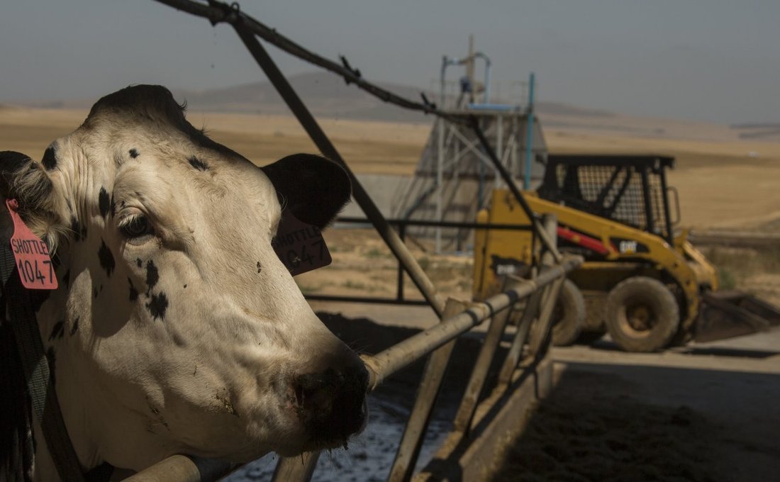 Cattle with Skid Steer In Background