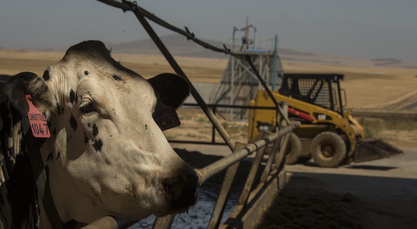 Cattle with Skid Steer In Background