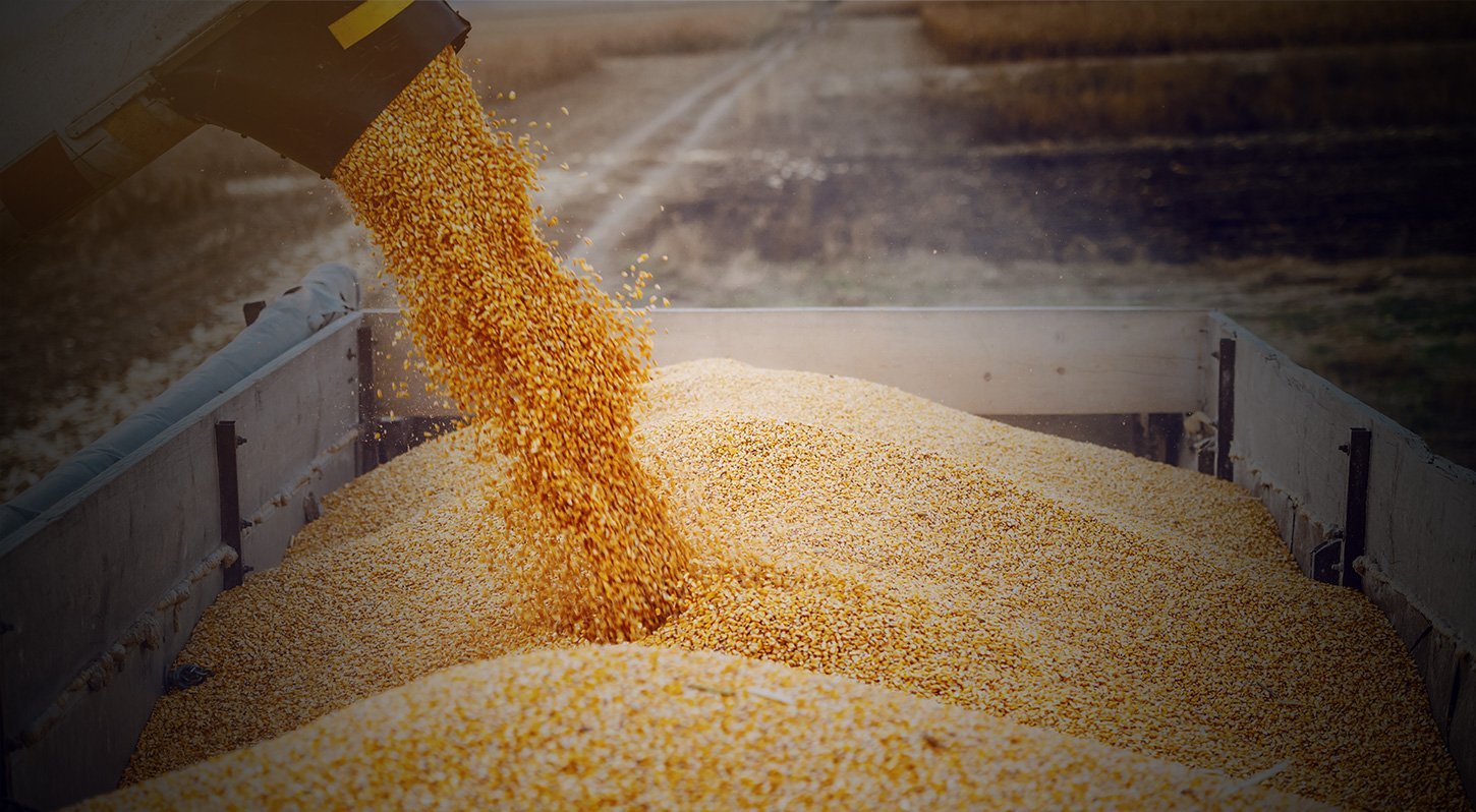 dumping grain in bin